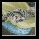 [Click to enlarge image]