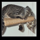 [Click to enlarge image]