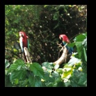 [Click to enlarge image]