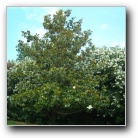 [Click to enlarge image]