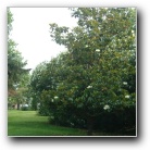 [Click to enlarge image]